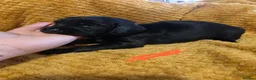 Sprocker dogs for sale: GORGEOUS SPROCKER PUPPIES  - Advert 16