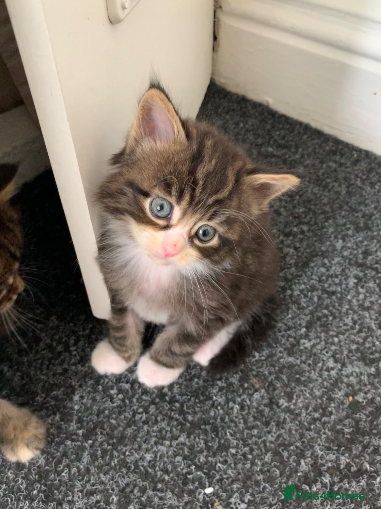 Mixed Breed cats Mixed Main Coon kittens  - Advert 1