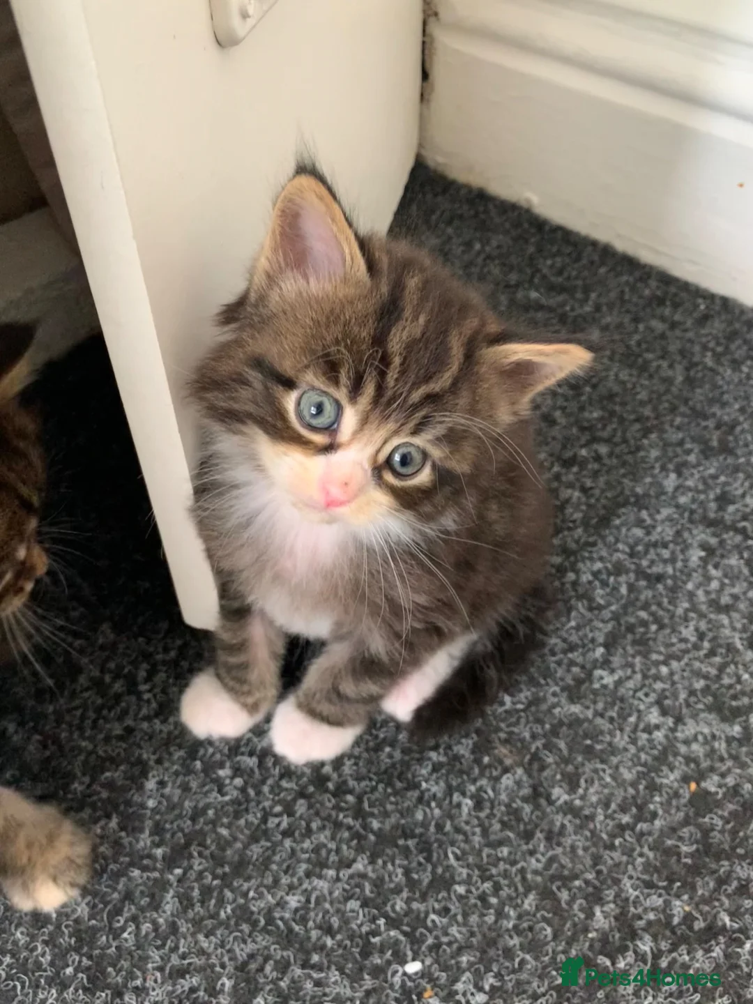 Mixed Breed cats for sale: Mixed Main Coon kittens  - Advert 1