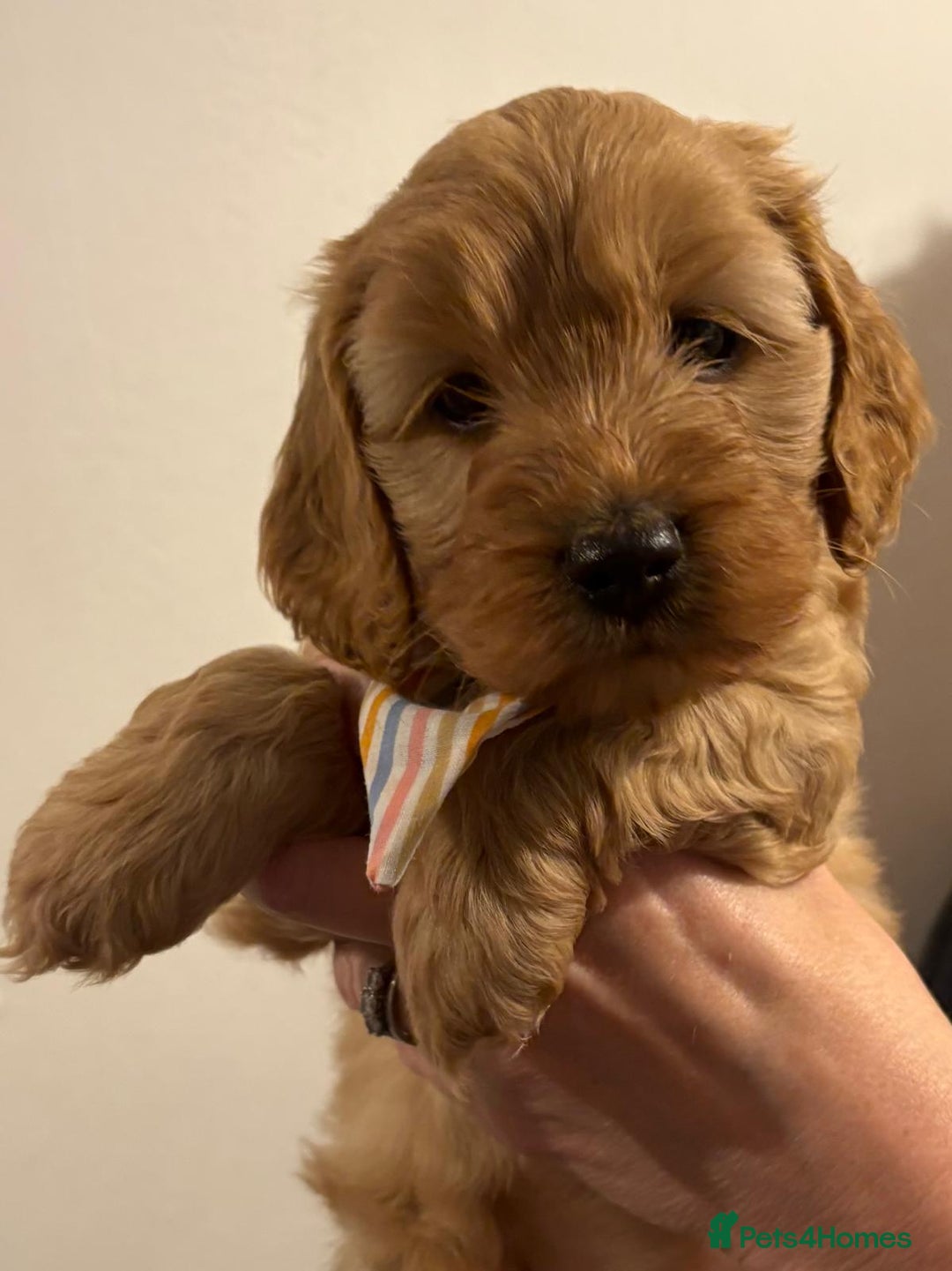 Cockapoo dogs for sale: Small F1 Cockapoos for sale - Image 2