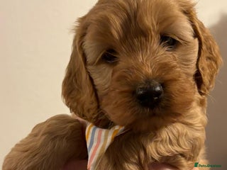 Cockapoo dogs Small F1 Cockapoos for sale - Advert 18