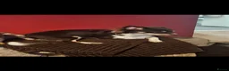 Chihuahua dogs for stud: Chocolate tri Long haired chihuahua  - Advert 6