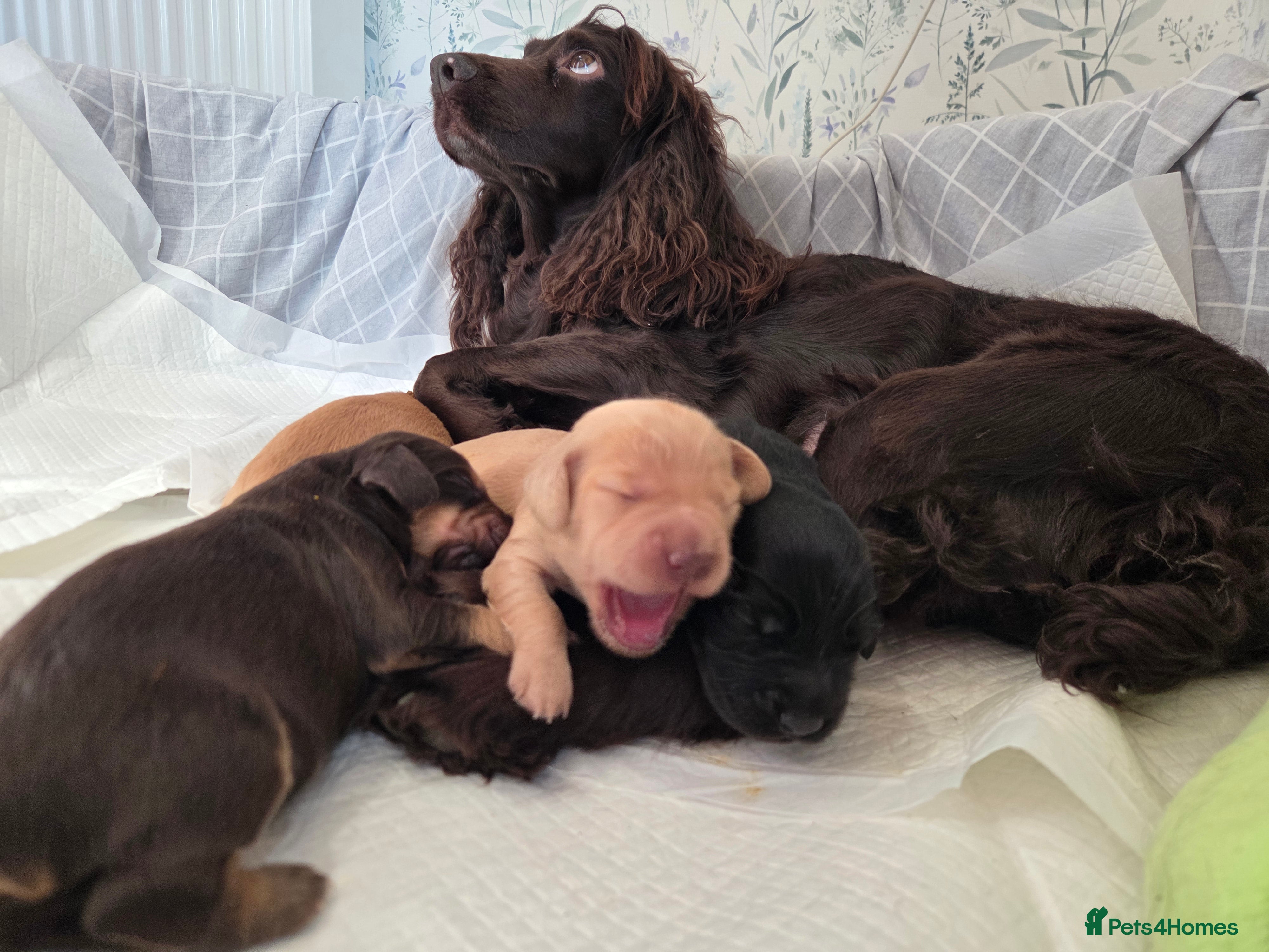 Cocker Spaniel dogs KC Registered Working Cocker Spaniel Puppies - Advert 1