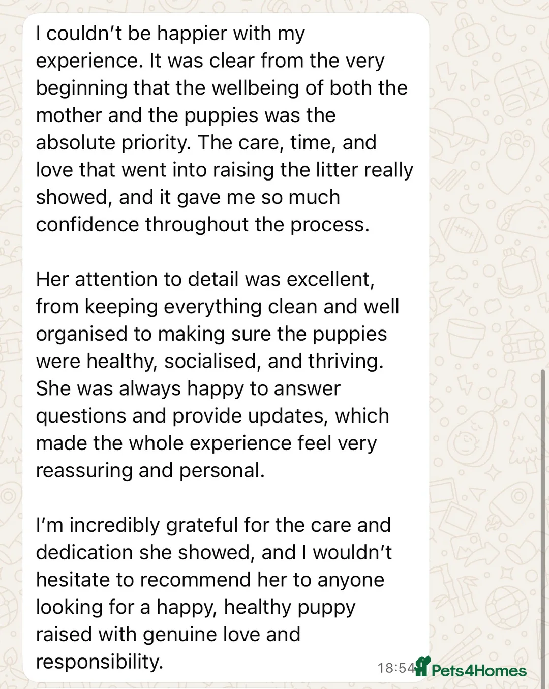 Cocker Spaniel dogs for sale: Showtype Cocker spaniel pups KC registered  - Advert 25