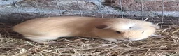 Guinea Pig rodents for sale:  Beautiful female baby Guinea pigs - Advert 3