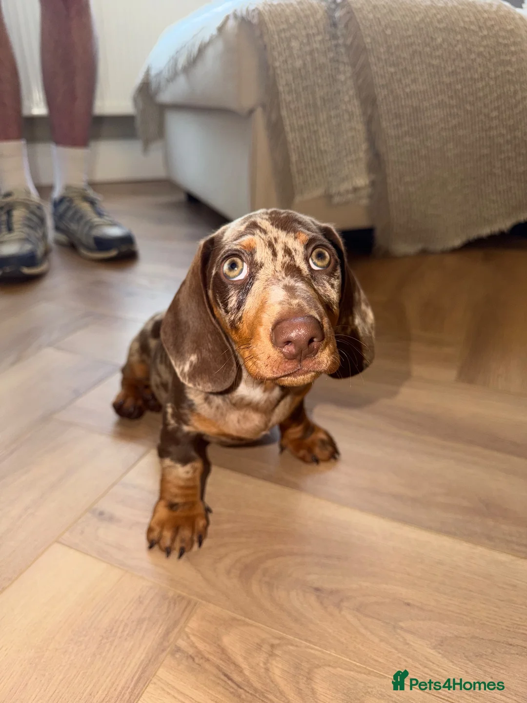 Dachshund dogs for sale: Dachshund dapple in London - Advert 6