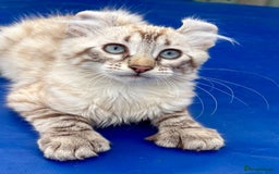 Savannah cats for sale: Breath taking rare girl - Image 7