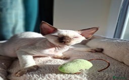 Devon Rex cats for sale: 🐱the boy ready for a change of home!!!  - Image 8