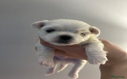 Maltese dogs for sale: Korean bloodline Maltese  - Advert 5