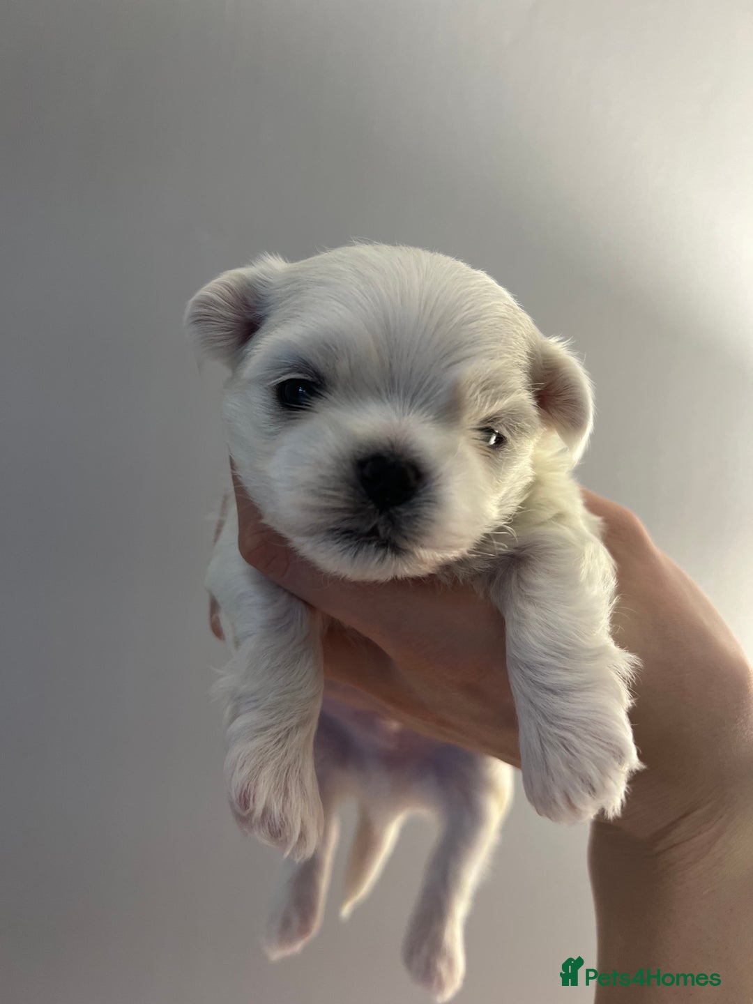 Maltese dogs for sale: Korean bloodline Maltese  - Advert 5
