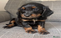 Cocker Spaniel dogs for sale: KC/gamekeeper bred/5 star licensed. - Image 3