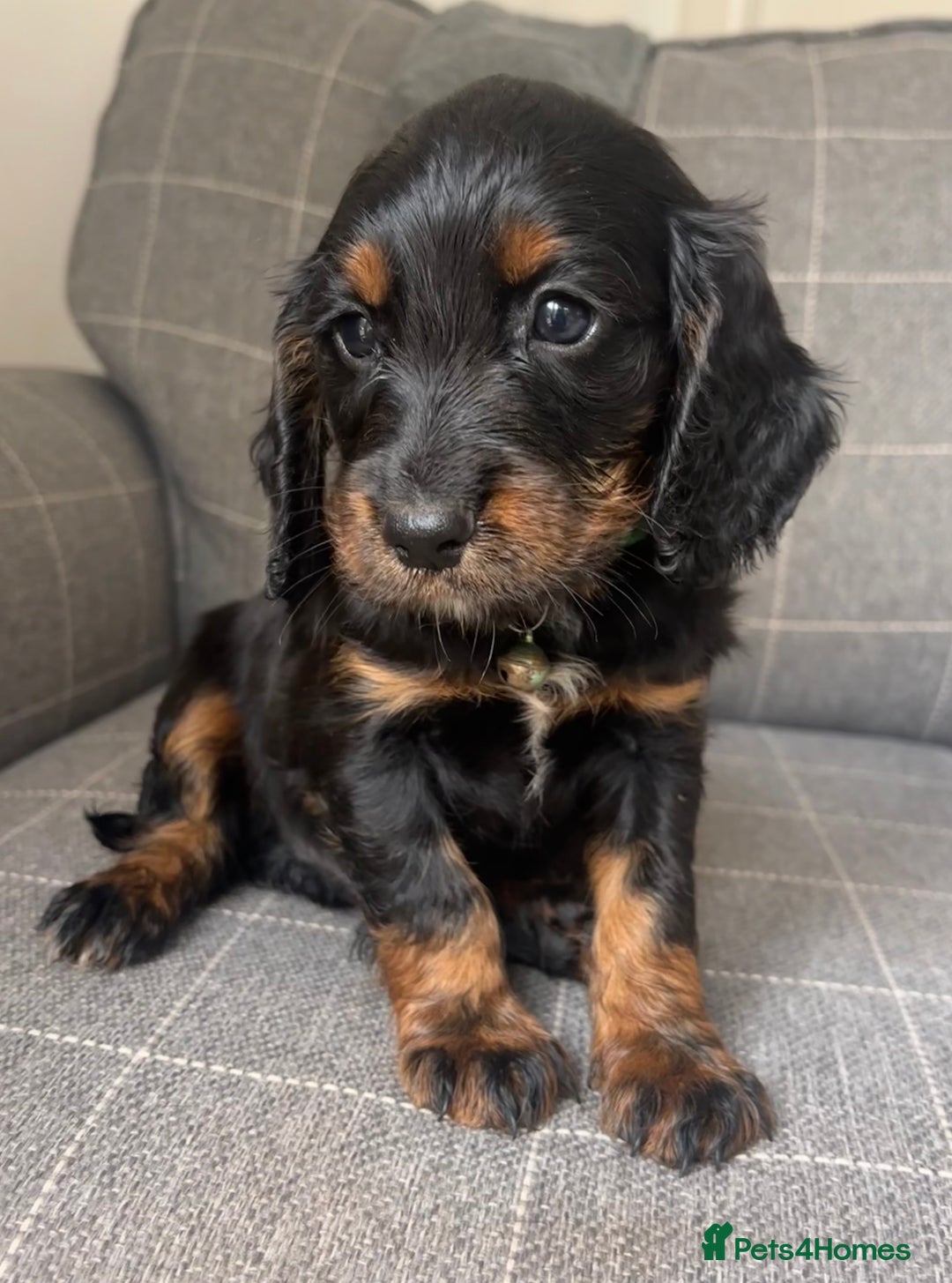 Cocker Spaniel dogs for sale: KC/gamekeeper bred/5 star licensed. - Image 3