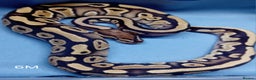 Python Snake reptiles for sale: Hatchling Male Royal Python's  - Advert 11