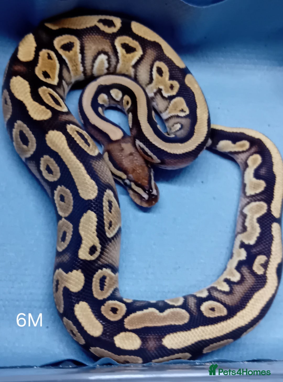 Python Snake reptiles for sale: Hatchling Male Royal Python's  - Advert 11