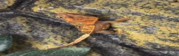 Gecko reptiles for sale: Crested gecko  in Epsom - Advert 8
