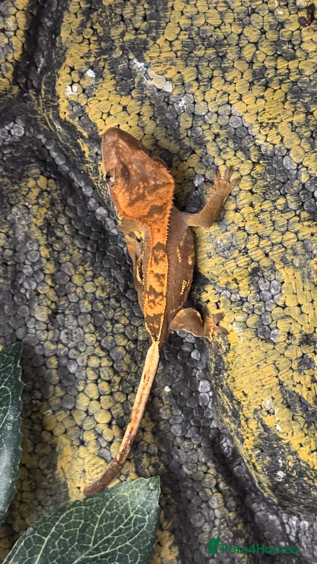 Gecko reptiles for sale: Crested gecko  in Epsom - Advert 8
