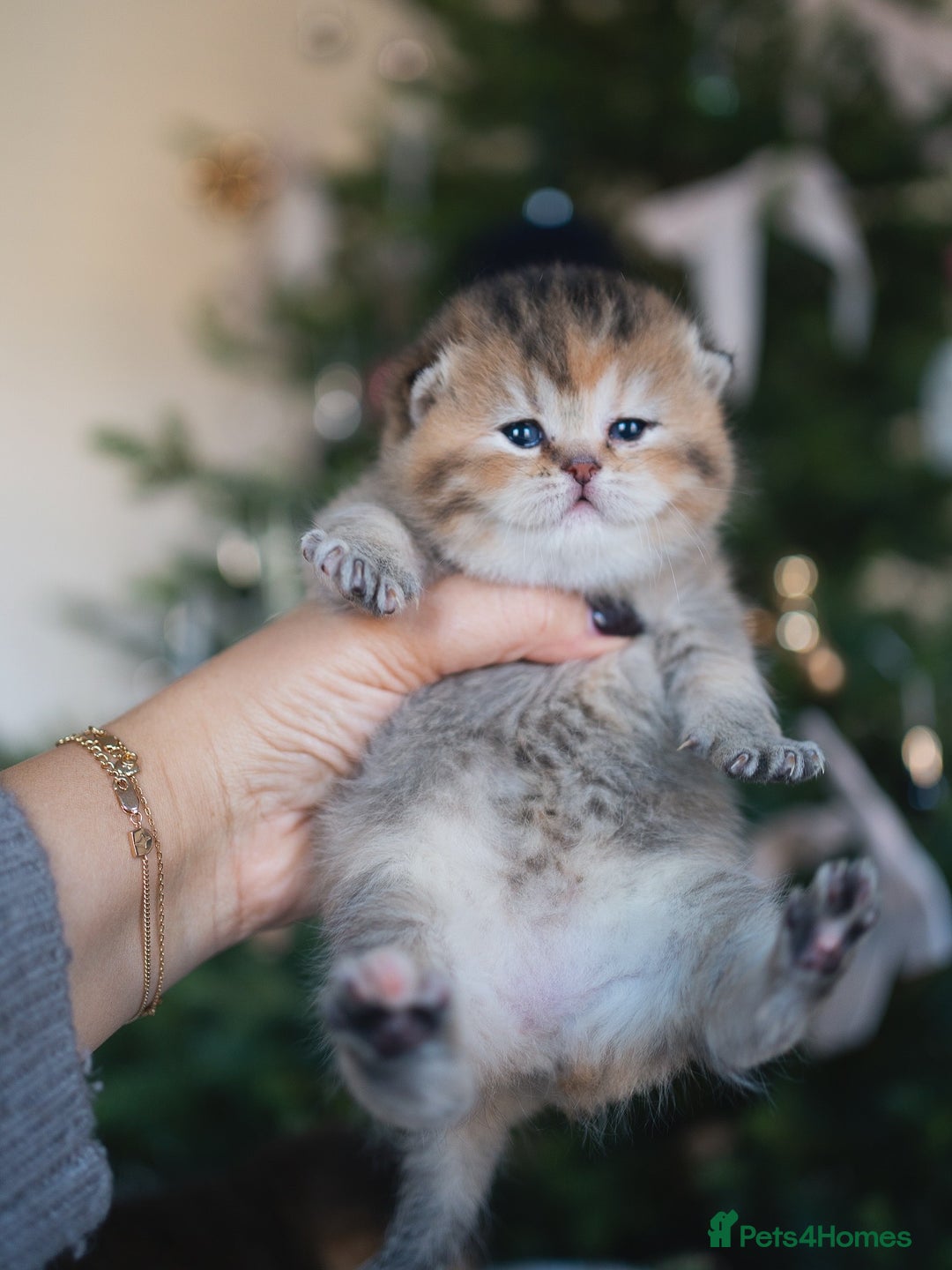 British Shorthair cats for sale: 1 girl available  - Advert 25