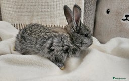 Mini Lop rabbits for sale: Adorable Baby Minilops Mixed - Image 10