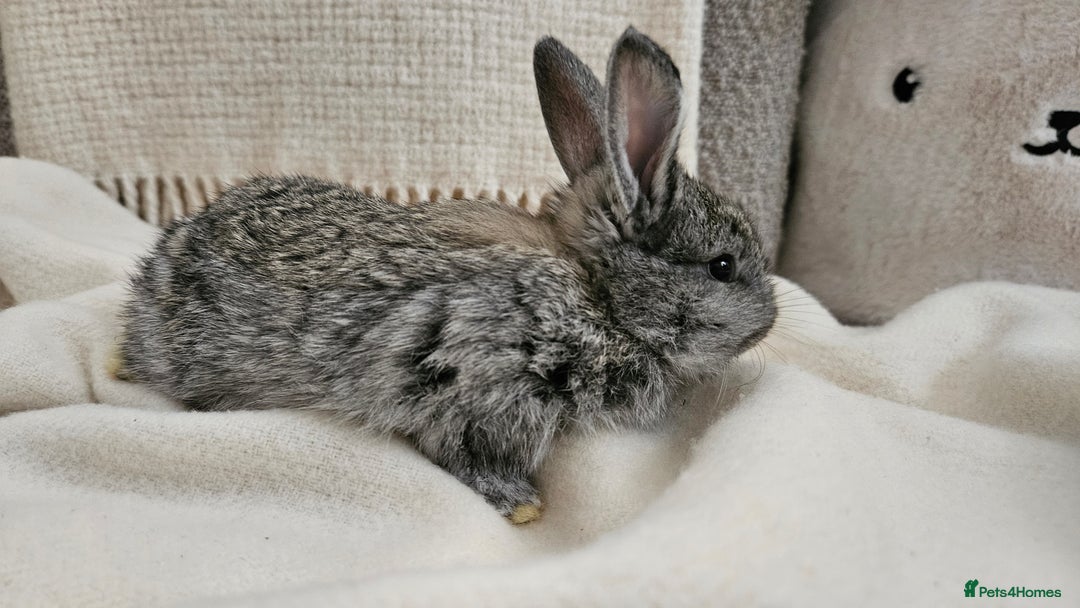 Mini Lop rabbits for sale: Adorable Baby Minilops Mixed - Image 10