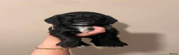 Cocker Spaniel dogs for sale: 4 beautiful cocker spaniel puppys 🤩 - Advert 4