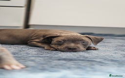 Dorset Olde Tyme Bulldogge dogs for sale: Olde Tyme Bulldog Cross Puppies - Ready Now - Image 6