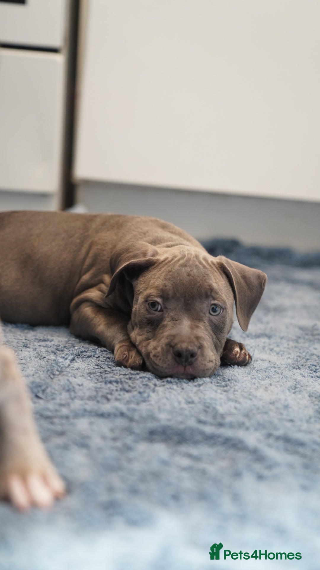 Dorset Olde Tyme Bulldogge dogs for sale: Olde Tyme Bulldog Cross Puppies - Ready Now - Image 6