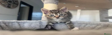 Tabby