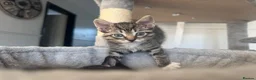 Mixed Breed cats for sale: 4 kittens looking for their forever home - Advert 2