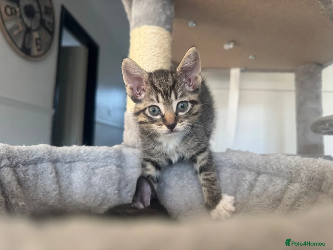 Mixed Breed cats for sale: 4 kittens looking for their forever home - Advert 2