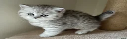 British Shorthair cats for sale: Adorable pedigree  Bsh babies - Advert 9