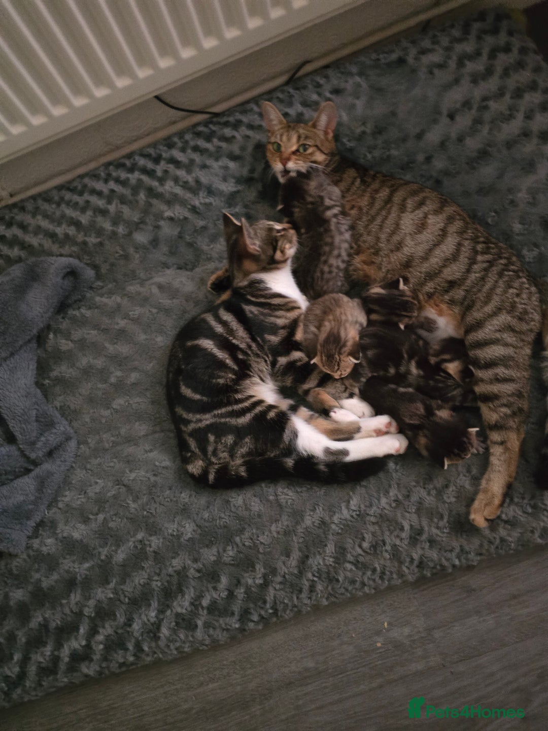 Mixed Breed cats for sale: Kittens - Image 6