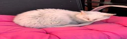 Mixed Breed cats for sale: RESCUE NEEDED!! PLEASE READ - Advert 9