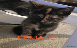 Mixed Breed cats for sale: 2 boys 2 girls kittens available 9 weeks - Image 4