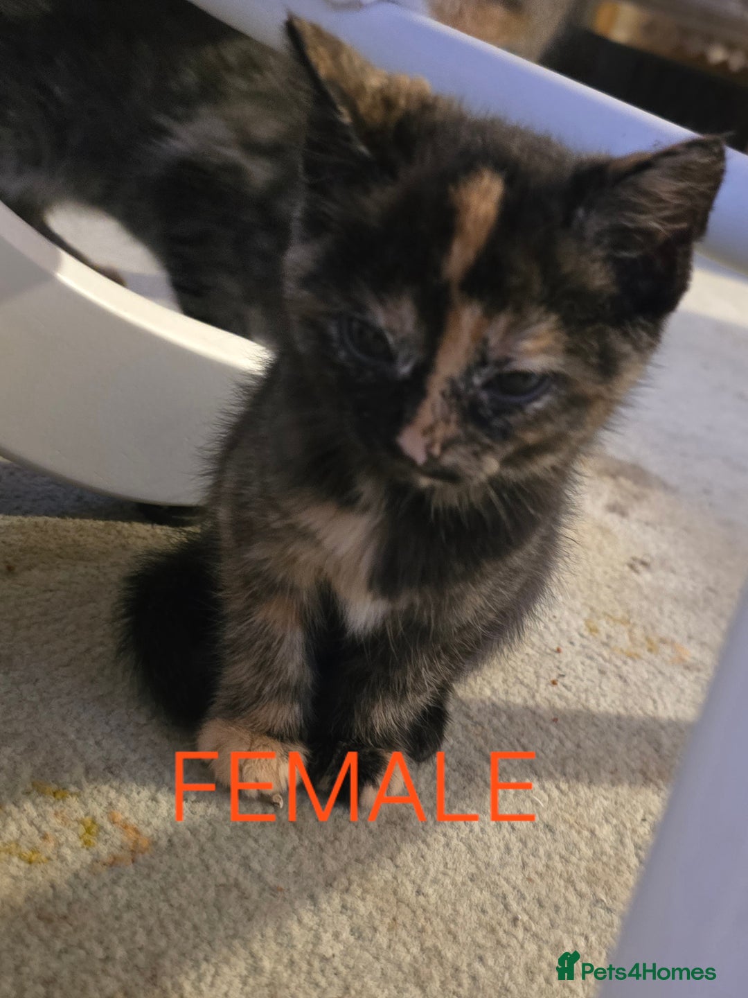 Mixed Breed cats for sale: 2 boys 2 girls kittens available 9 weeks - Image 4