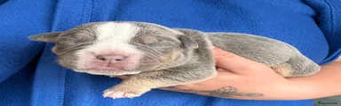 Olde English Bulldogge 7