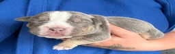 Olde English Bulldogge dogs for sale: Beautiful old English Bulldog Puppies for sale  - Advert 2