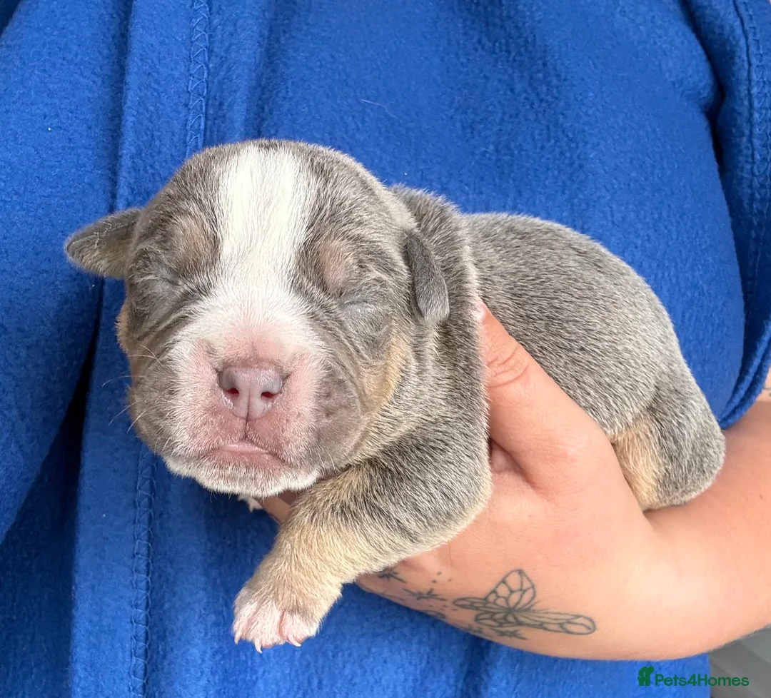 Olde English Bulldogge dogs for sale: Beautiful old English Bulldog Puppies for sale  - Advert 2