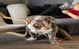 English Bulldog dogs for sale: 5 year old English bulldog  - Image 8