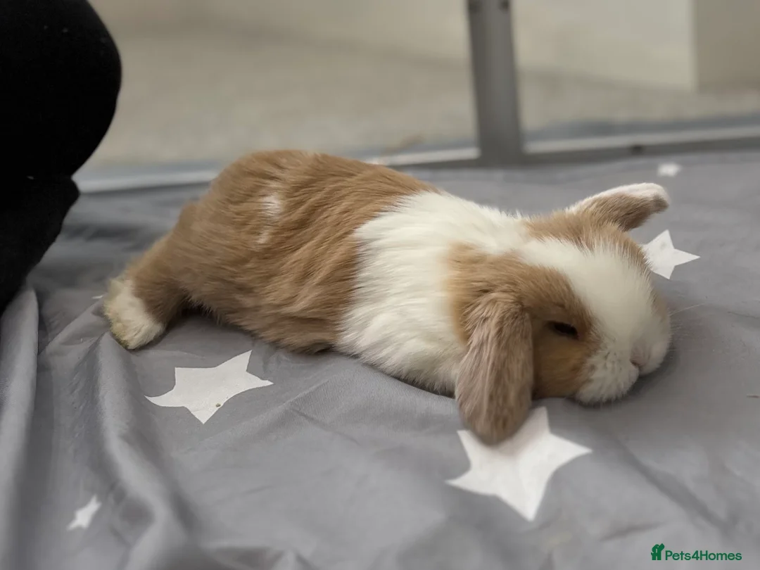Mini Lop rabbits for sale: 2 Pure Mini Lops - Available 27th Feb - Advert 16