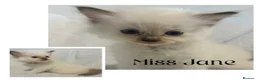 Ragdoll cats for sale: Chocolate Ragdolls  - Advert 4