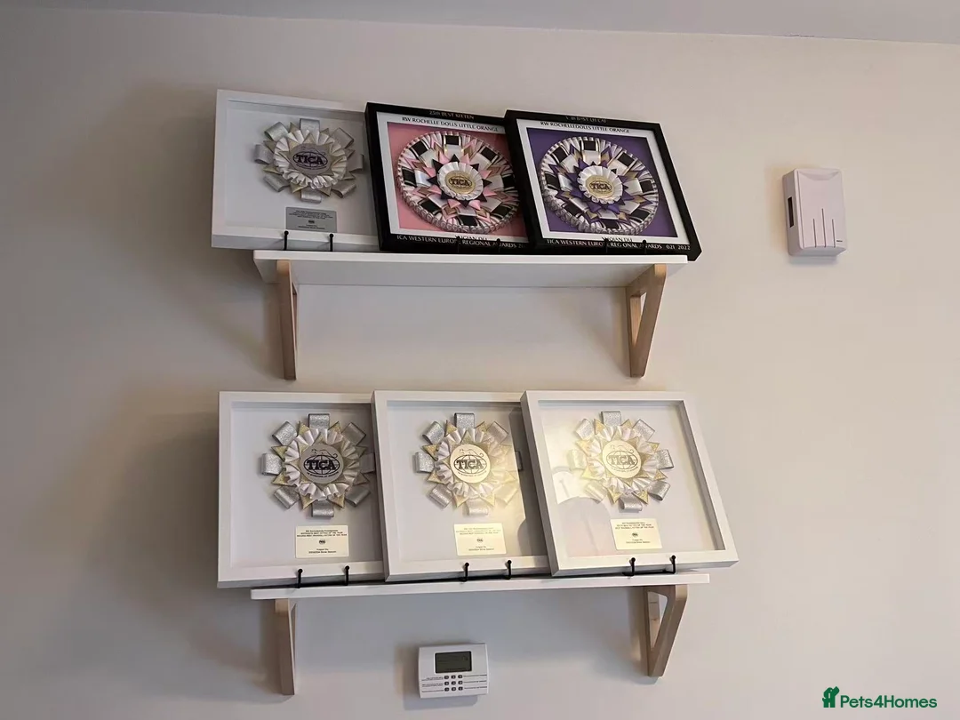 Ragdoll cats for sale: TICA Registered seal lynx bicolor boy - Advert 6