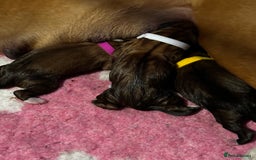 Boxer dogs for sale: Boxer Puppies KC registered  - Image 9