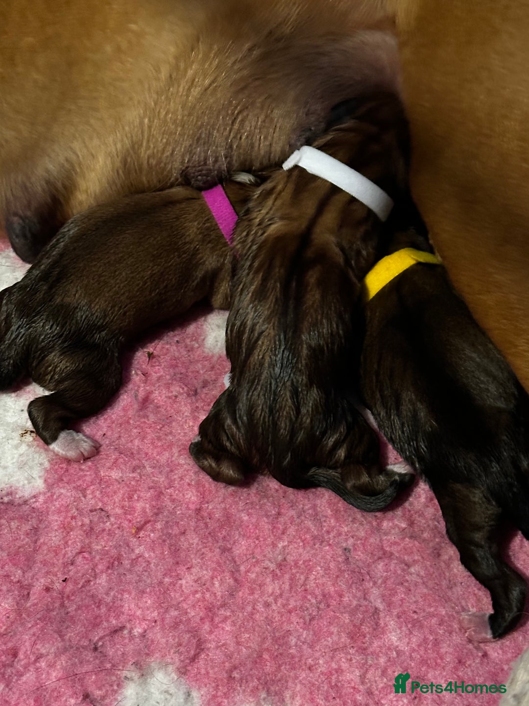 Boxer dogs for sale: Boxer Puppies KC registered  - Image 9