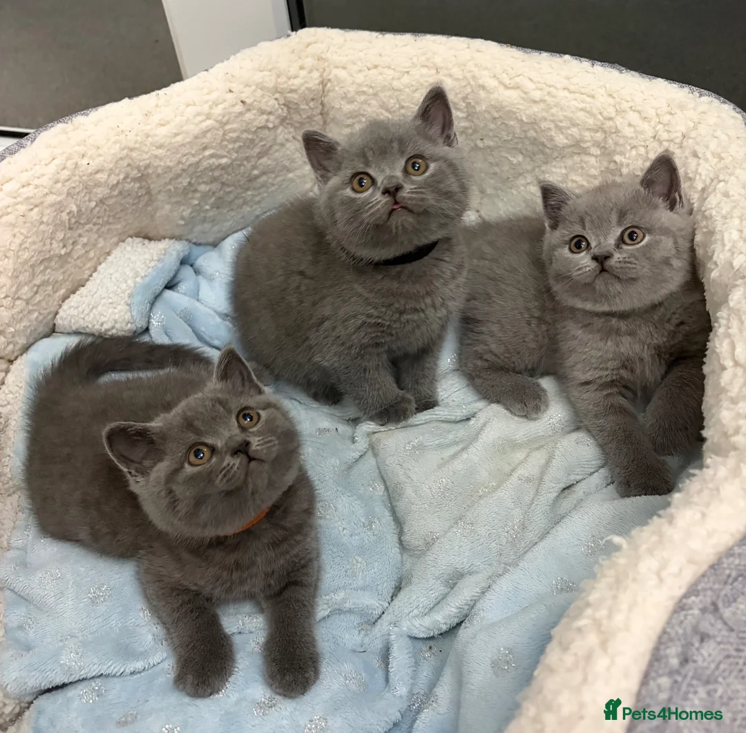 British Shorthair cats for sale: REDUCED GCCF active, 5 gen championship BSH - Advert 1
