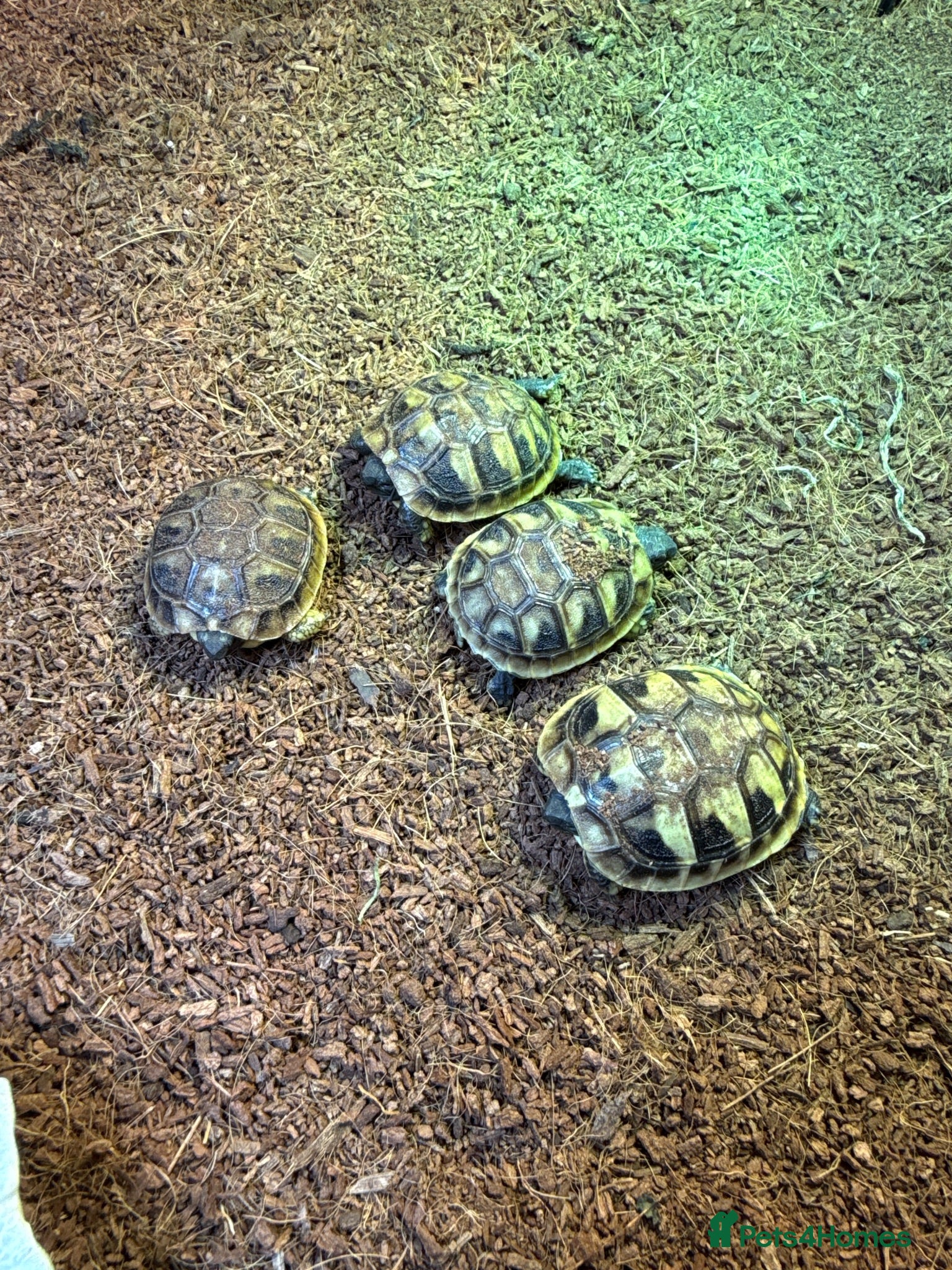 Hermann Tortoise reptiles Hermanns tortoise hatchlings  - Advert 1