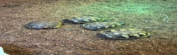 Hermann Tortoise reptiles for sale: Hermanns tortoise hatchlings  - Advert 1