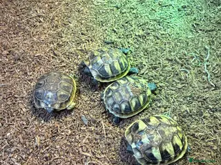 Hermann Tortoise reptiles Hermanns tortoise hatchlings - Advert 1