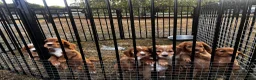 Cocker Spaniel dogs for sale: KC registered cockerspaniel puppies - Advert 11