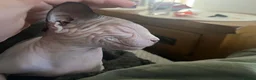 Sphynx cats for sale: 2 year old male Sphynx  - Advert 4