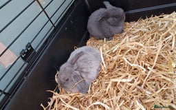 Mini Lop rabbits for sale: 8 week old mini lops for sale  - Image 1
